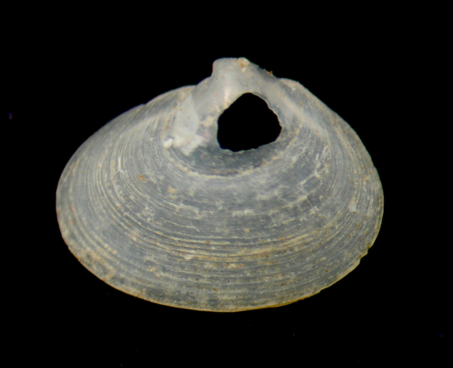 bivalve